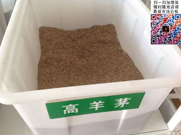 高羊茅草坪種子草籽 高羊茅草坪種子草籽