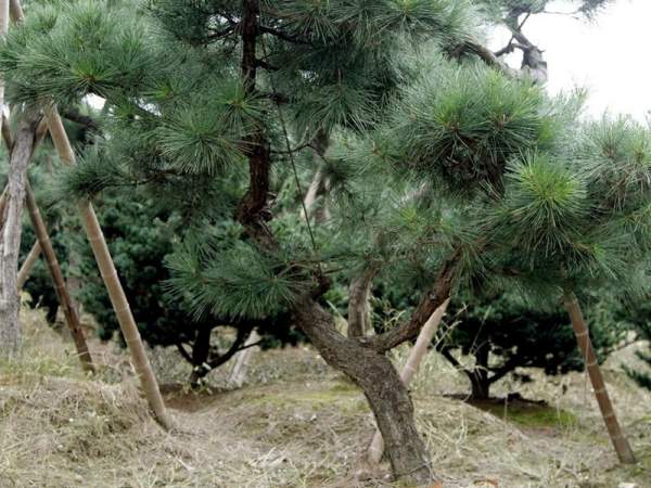 造型黑松樹哪里便宜？哪家的質(zhì)量好？