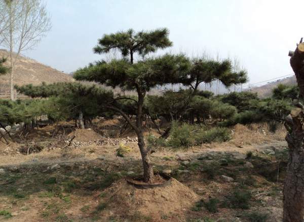 造型黑松樹哪里便宜？哪家的質(zhì)量好？