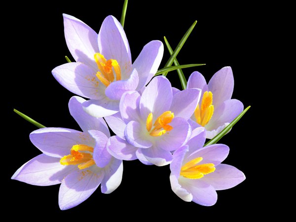 丁香花的花語是什么？
