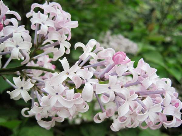 丁香花的花語是什么？