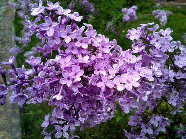 紫色的丁香花 紫色的丁香花