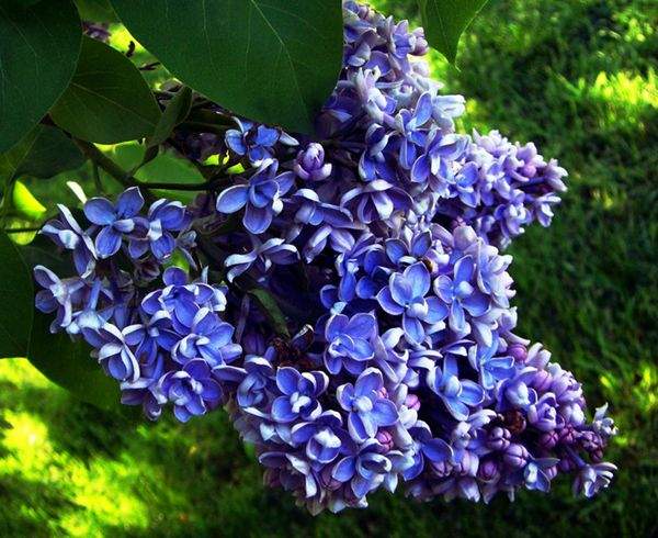藍(lán)色的丁香花 藍(lán)色的丁香花
