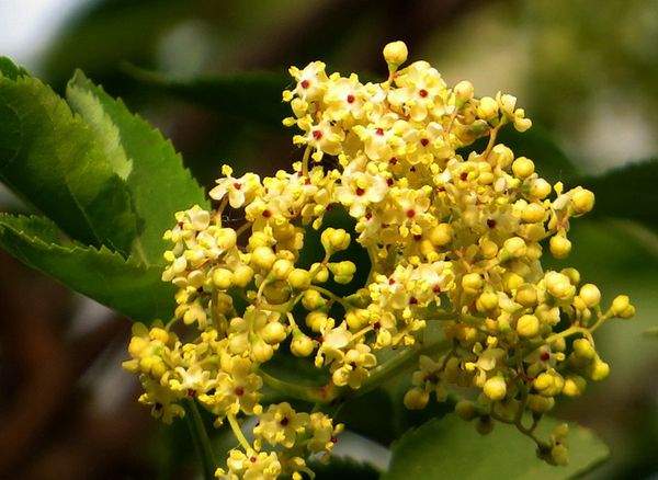 黃色的丁香花 黃色的丁香花