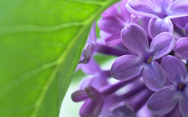 淡紫色的丁香花 淡紫色的丁香花
