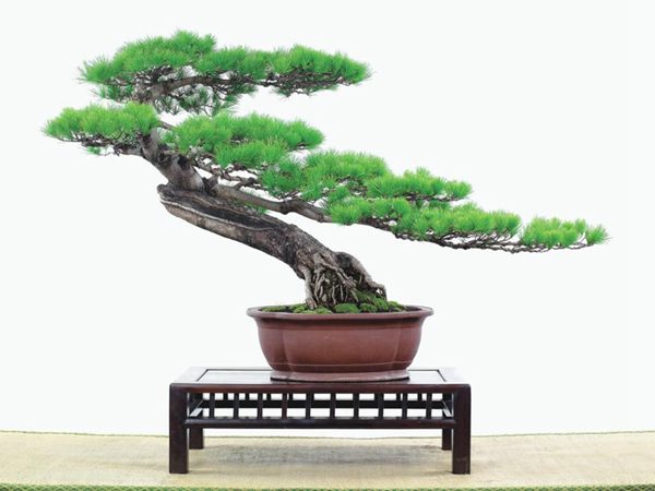 有著百變?cè)煨椭醯奈遽標(biāo)墒窃鯓訜挸傻?/><br/></div><p><strong>(1）取、審材</strong><br/>我國(guó)引種栽培五針?biāo)?，由于結(jié)實(shí)少，且多發(fā)育不良，種粒<a href='http://m.hehuis.com/huahaijianshe/138890.html' target='_blank'>發(fā)芽率</a>低，故多采用嫁接法繁殖。<br/>盆栽五針?biāo)?，是制作五針?biāo)膳杈暗闹饕牧?。它的根爪，可否顯露，樁干有無(wú)彎度，哪些地方突出好看，都要仔細(xì)審視一番。通過(guò)審材，找出好觀賞面。五針?biāo)捎^賞價(jià)值高低，在于姿色的奇妙與否。通過(guò)審材，進(jìn)行藝術(shù)取舍，決定部分根、枝、干、針葉的去留。<br/><strong>(2）上盆</strong><br/>①選盆：五針?biāo)勺藨B(tài)清秀古雅、翠葉蔥籠，宜用外型古雅，色澤深沉的紫砂陶盆。懸崖式用中深圓形盆或正方盆；斜干式、直干式則用長(zhǎng)方形盆或橢圓盆；曲干式用稍深的馬槽盆；合栽式用較淺長(zhǎng)方形盆，其大小可視樹(shù)形而選定。<br/>②用土：栽植五針?biāo)傻呐柰烈擞觅|(zhì)地疏松、肥沃的微酸性土，按輕壤60%，砂土3o%a與腐殖土to％的比例以及腐熟餅肥1份混合使用，PH值5-6最宜。<br/>③栽植：五針?biāo)缮吓柙灾惨源杭拘氯~吐芽前3月左右最好，也可在秋季新枝成長(zhǎng)后8月中旬至9月進(jìn)行。上盆前修剪傷根、爛根，剪短粗根，在剪口上涂蠟，以防松脂外流。栽時(shí)盆土要稍干，盆底墊一層碎瓦片及粗砂之類，以利排水透氣。<br/>④造型與布局：五針?biāo)芍l自然形成層片，層次分明，線條清晰；生長(zhǎng)緩慢，枝干上無(wú)不定芽萌發(fā)，因此不耐修剪。粗枝不易屈曲，蟠扎造型必須從幼齡樹(shù)開(kāi)始，五針?biāo)稍煨蛻?yīng)以吊扎為主，結(jié)合修剪，作為基本方法。<br/>制作五針?biāo)膳杈埃推渌?盆栽五針?biāo)?，是制作五針?biāo)膳杈暗闹饕牧?。它的根爪，可否顯露，樁干有無(wú)彎度，哪些地方突出好看，都要仔細(xì)審視一番。通過(guò)審材，找出好觀賞面。五針?biāo)捎^賞價(jià)值高低，在于姿色的奇妙與否。通過(guò)審材，進(jìn)行藝術(shù)取舍，決定部分根、枝、干、針葉的去留。<br/><br/><strong>制作五針?biāo)膳杈埃推渌杈耙粯?，要注重盆面的布局，要講究自然，給人以舒適的美感。</strong><br/>盆面布局，應(yīng)有疏有密，或“疏能走馬”，或“密不通風(fēng)”。要突出主體，在一盆中，合栽幾株五針?biāo)?，要突出主體，其余則為烘托與陪襯。<br/>盆面布局，要講究層次，這在盆中表現(xiàn)為粗細(xì)、大小的對(duì)比。細(xì)到一枝一根上下功夫，使之形象生動(dòng)，景中有景。樹(shù)樁的枝干、針片，各占盆面多少位置，樹(shù)、石、亭、橋、屋宇、人物小品等配件的大小，要精心安排，恰到好處，突出盆景主題?？傊浞诌\(yùn)用藝術(shù)造型和造景手法以提高盆景的整體藝術(shù)美。<br/><br/></p><div align=