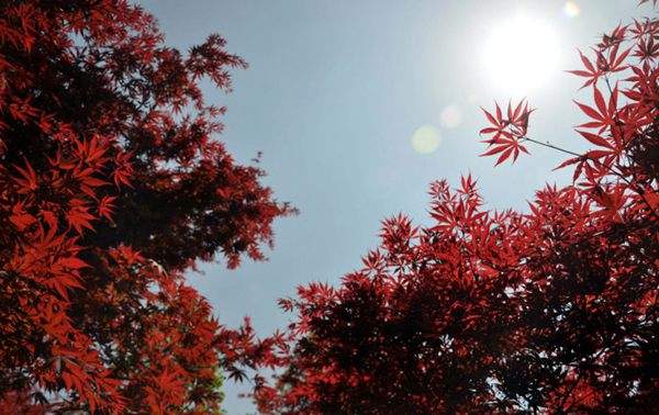 紅楓的三大用途，你知道哪個(gè)？！