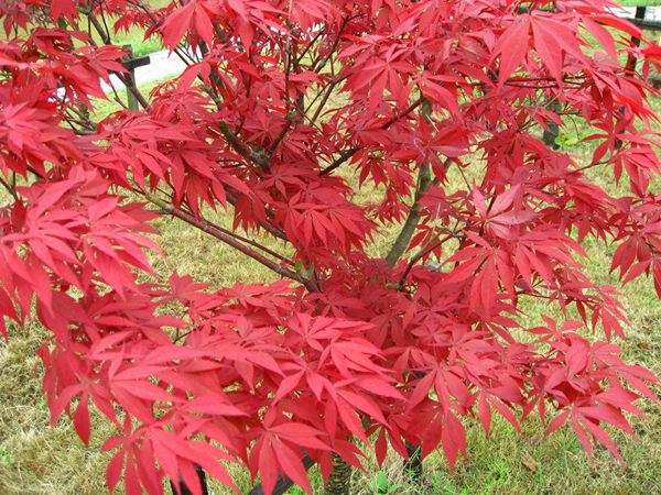 “顏值爆表”的日本紅楓，不是想看就能看！