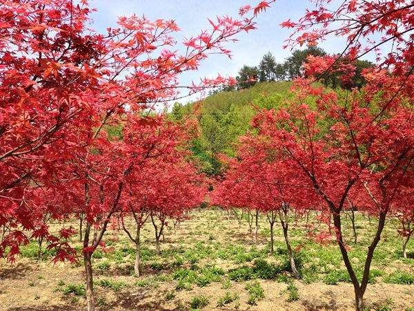 “顏值爆表”的日本紅楓，不是想看就能看！