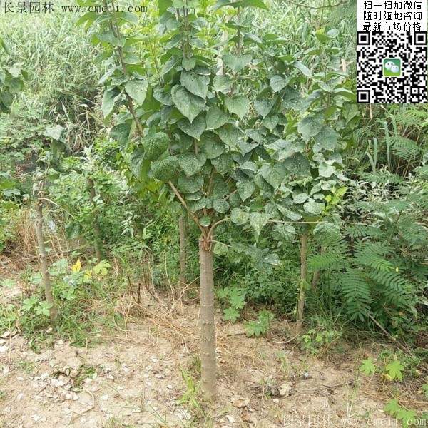 丁香樹(shù)