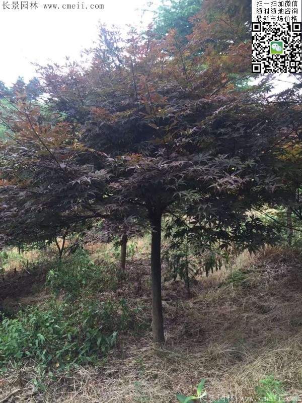 紅楓樹(shù) 紅楓樹(shù)