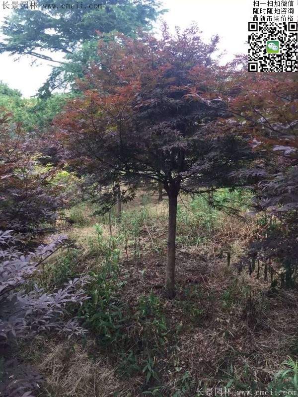 紅楓樹(shù) 紅楓樹(shù)