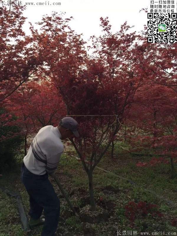 紅楓樹(shù) 紅楓樹(shù)