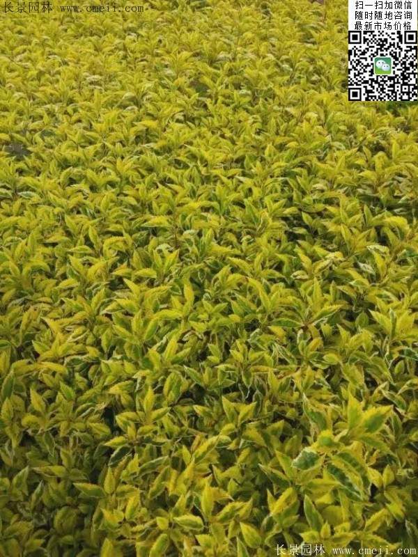 連翹--長(zhǎng)景園林 連翹--長(zhǎng)景園林