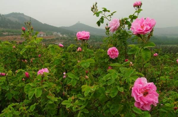 玫瑰供應(yīng) 玫瑰供應(yīng)