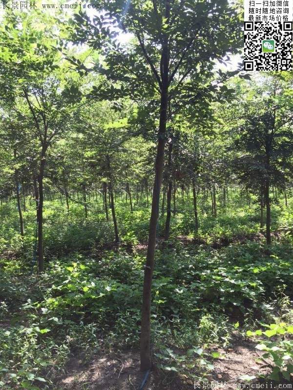 櫸樹哪里便宜？麻煩推薦一家大型，有誠信的單位！