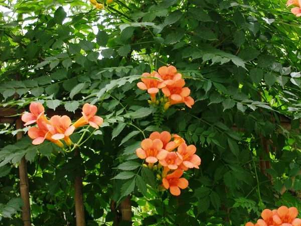 凌霄花、葉