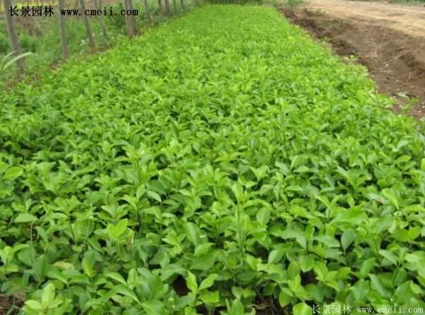 沭陽(yáng)速生扶芳藤 沭陽(yáng)速生扶芳藤