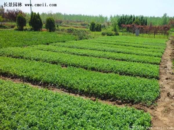 沭陽(yáng)速生扶芳藤 沭陽(yáng)速生扶芳藤