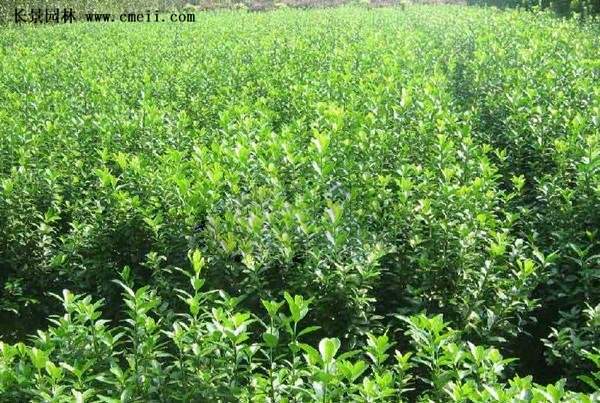 沭陽(yáng)速生扶芳藤 沭陽(yáng)速生扶芳藤