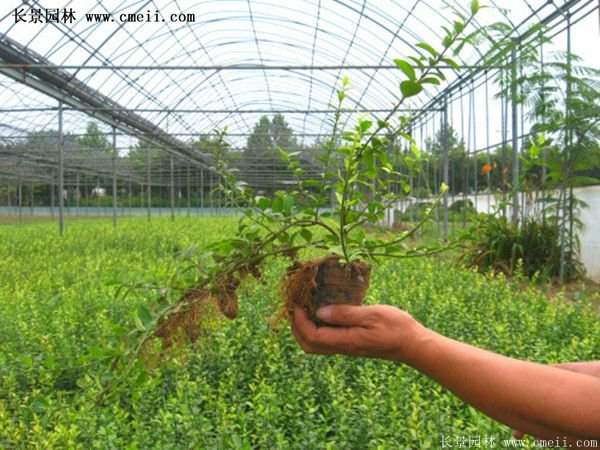 扶芳藤專賣 扶芳藤專賣