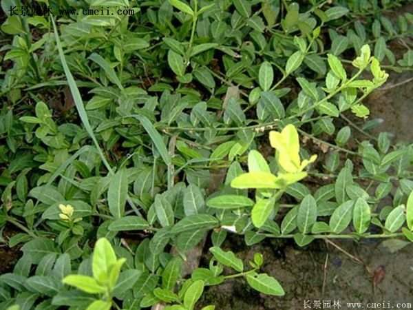 沭陽扶芳藤價格 沭陽扶芳藤價格
