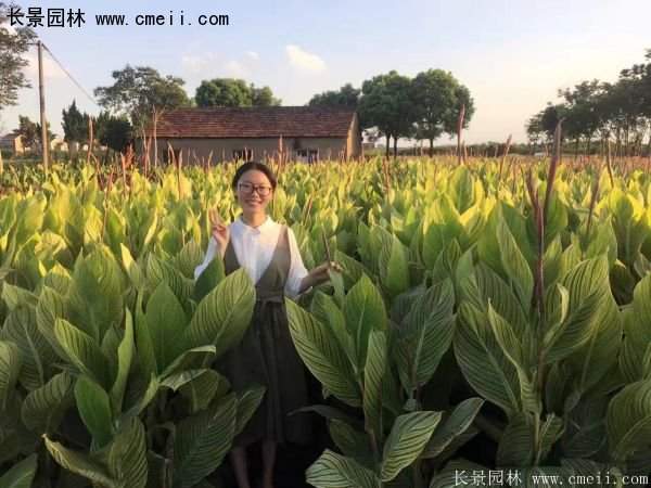 低價(jià)格，高質(zhì)量的美人蕉