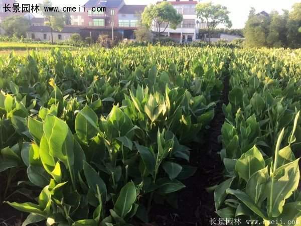 低價(jià)格，高質(zhì)量的美人蕉