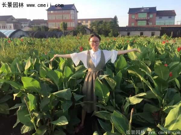 低價(jià)格，高質(zhì)量的美人蕉