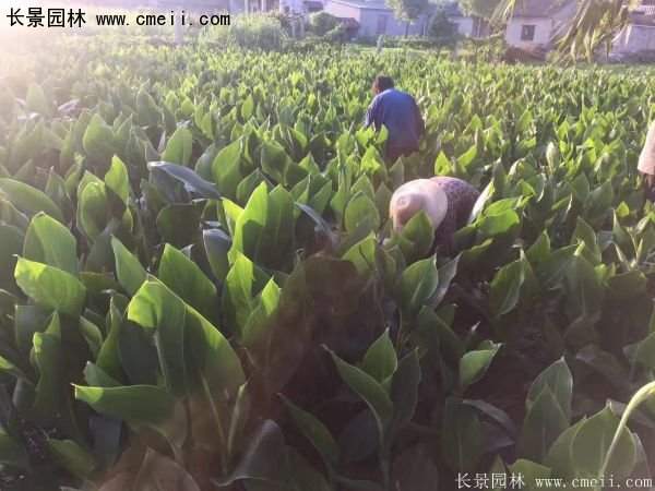 低價(jià)格，高質(zhì)量的美人蕉