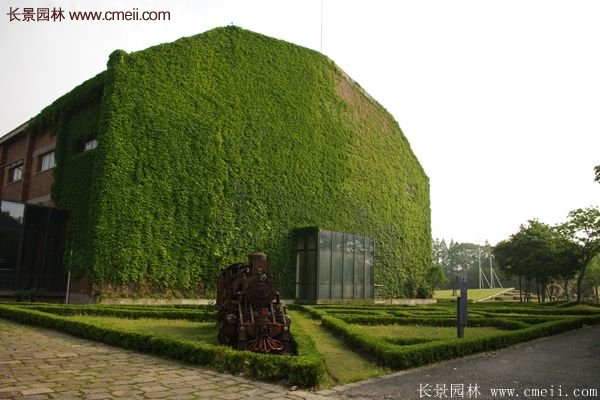 爬山虎都能種植在哪些地方？