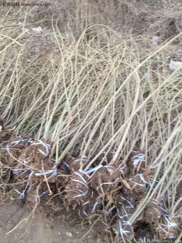 沭陽(yáng)連翹基地 沭陽(yáng)連翹基地