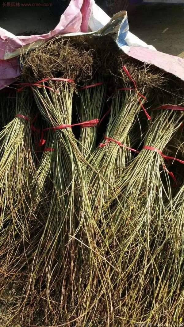 沭陽(yáng)連翹基地 沭陽(yáng)連翹基地