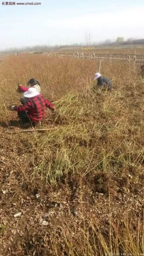 沭陽連翹的行情 沭陽連翹的行情
