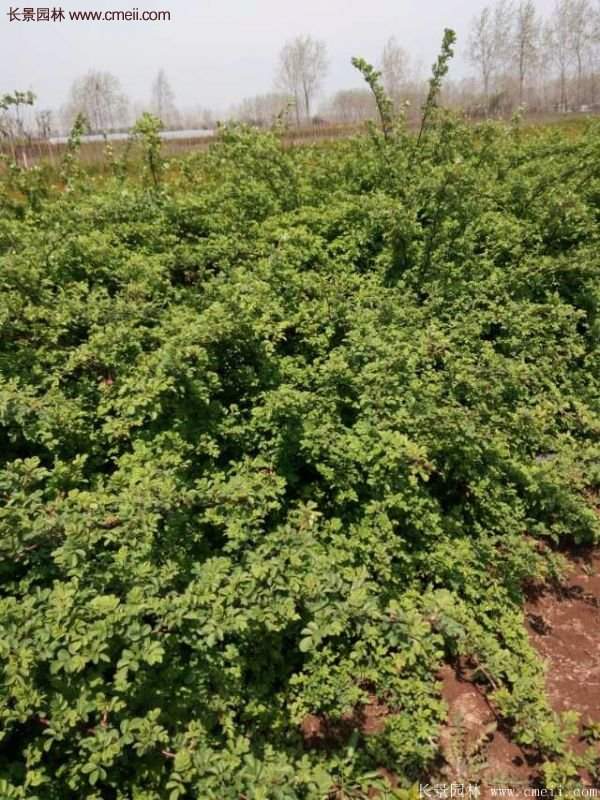 薔薇苗哪里有賣?