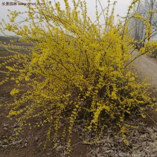 沭陽(yáng)連翹基地 沭陽(yáng)連翹基地