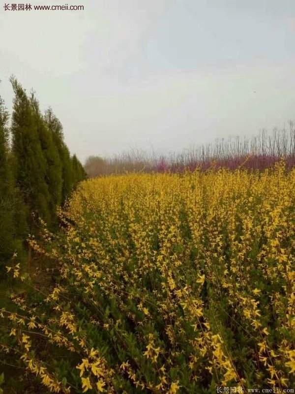 沭陽(yáng)連翹基地 沭陽(yáng)連翹基地