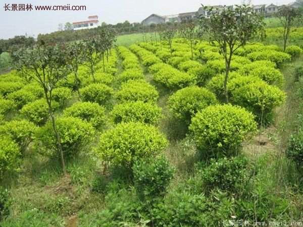 沭陽(yáng)金葉女貞球 沭陽(yáng)金葉女貞球