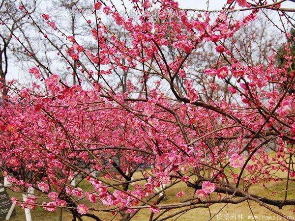批發(fā)供應(yīng)紅梅和骨里紅梅，規(guī)格齊全、價(jià)格低