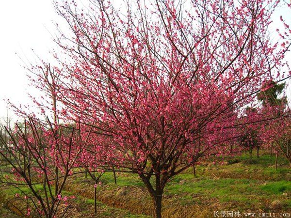 批發(fā)供應(yīng)紅梅和骨里紅梅，規(guī)格齊全、價(jià)格低