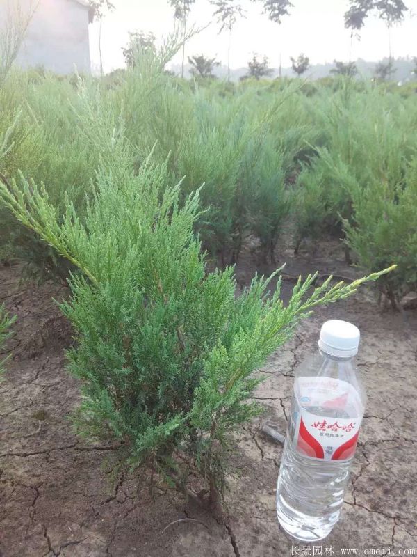 沙地柏圖片沙地柏基地實(shí)拍 沙地柏圖片沙地柏基地實(shí)拍