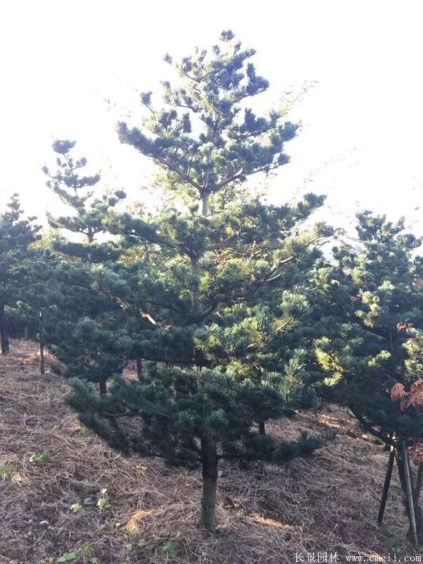 五針?biāo)蓤D片五針?biāo)苫貙?shí)拍 五針?biāo)蓤D片五針?biāo)苫貙?shí)拍