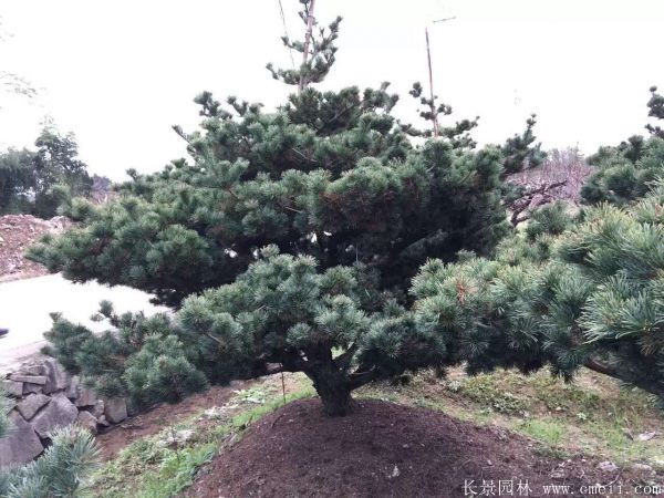 五針?biāo)蓤D片五針?biāo)苫貙?shí)拍 五針?biāo)蓤D片五針?biāo)苫貙?shí)拍