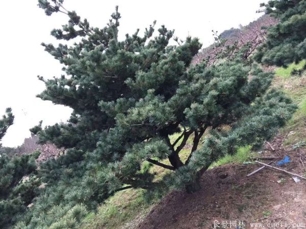五針?biāo)蓤D片五針?biāo)苫貙?shí)拍 五針?biāo)蓤D片五針?biāo)苫貙?shí)拍