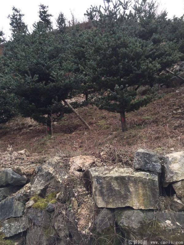 五針?biāo)蓤D片五針?biāo)苫貙?shí)拍 五針?biāo)蓤D片五針?biāo)苫貙?shí)拍