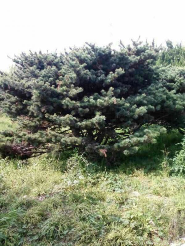 五針?biāo)蓤D片五針?biāo)苫貙?shí)拍 五針?biāo)蓤D片五針?biāo)苫貙?shí)拍