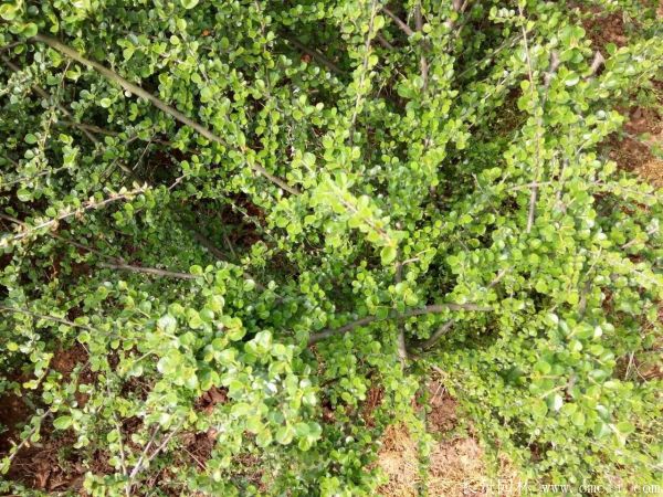平枝荀子圖片基地實(shí)拍 平枝荀子圖片基地實(shí)拍