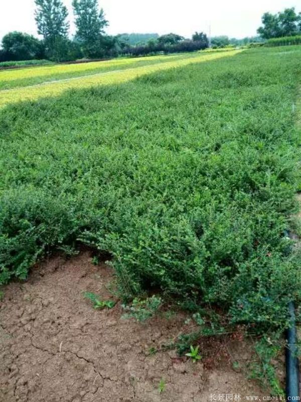 平枝荀子圖片基地實(shí)拍 平枝荀子圖片基地實(shí)拍