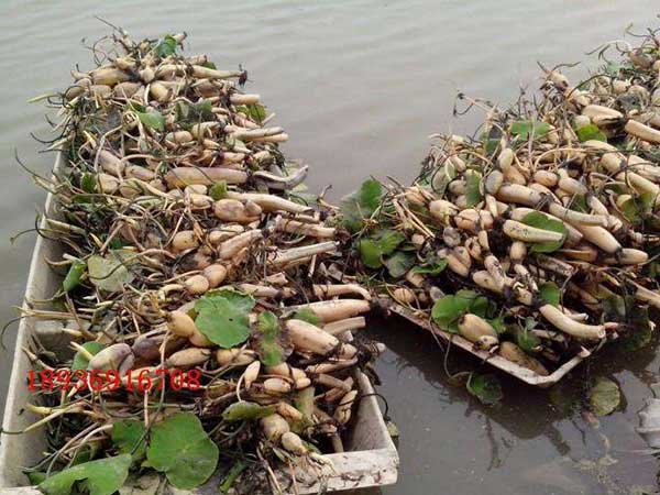 荷花種子發(fā)芽出苗圖片 荷花種子發(fā)芽出苗圖片