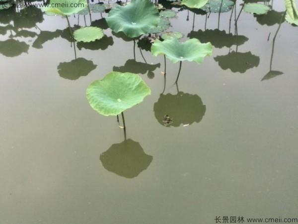 荷花種子發(fā)芽出苗圖片 荷花種子發(fā)芽出苗圖片